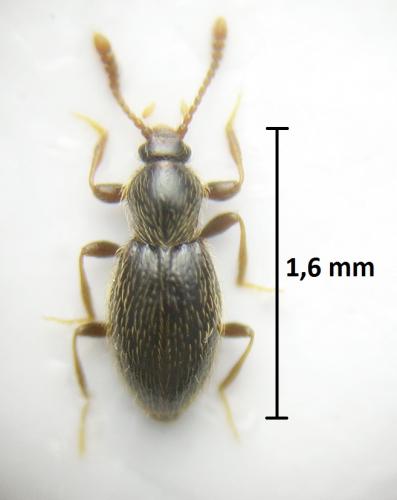 Réf. 206 436 : Stenichnus collaris